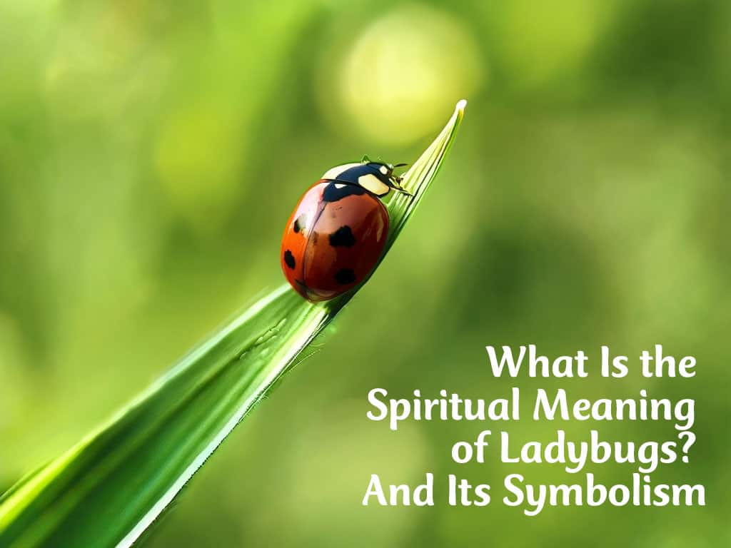 What Is the Spiritual Meaning of Ladybugs? And Its Symbolism