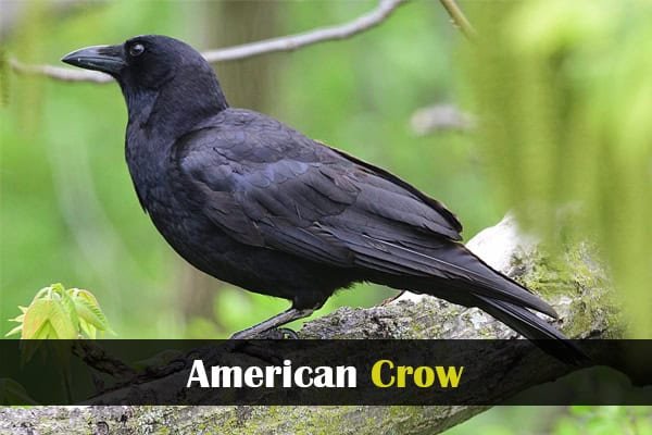 American Crow