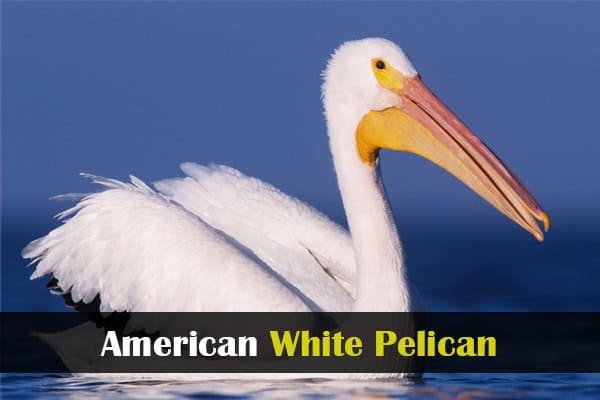 American White Pelican