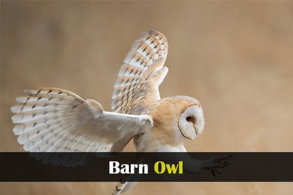 Barn Owl