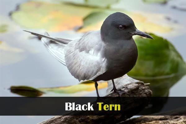Black Tern