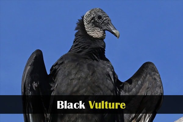 Black Vulture