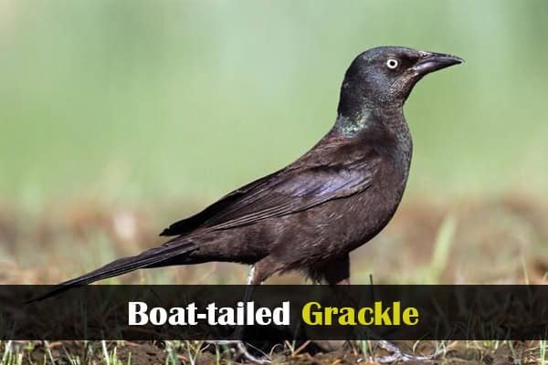Boat-tailed Grackle