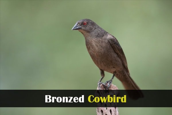 Bronzed Cowbird