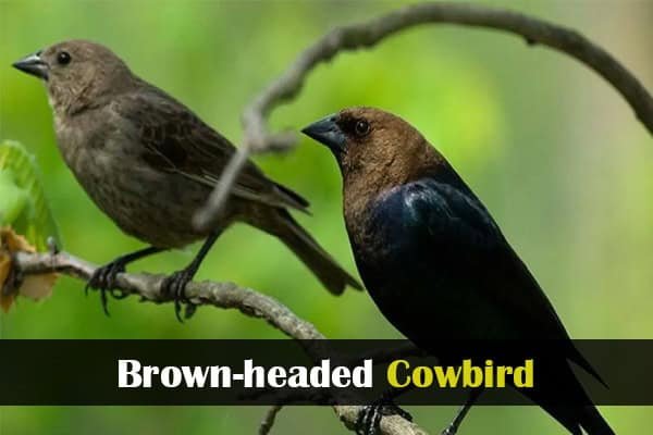 Brown-headed Cowbird