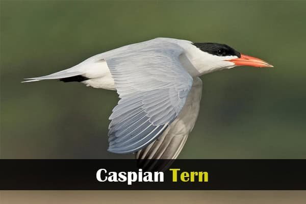 Caspian Tern