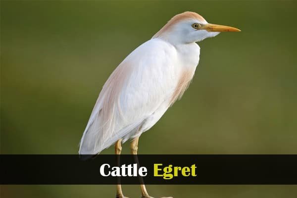 Cattle Egret
