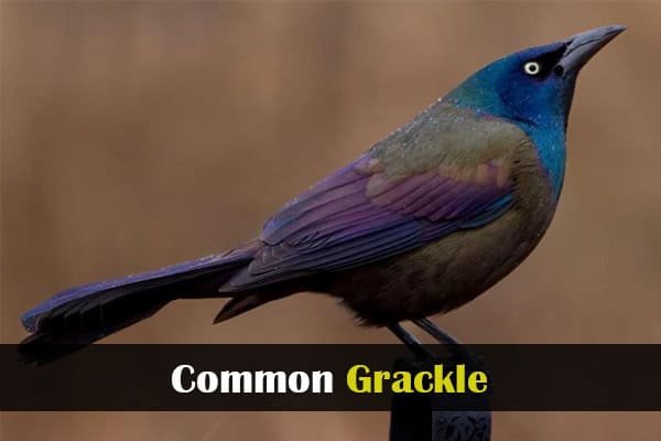 Common Grackle