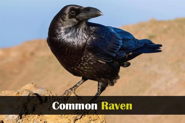 Common Raven