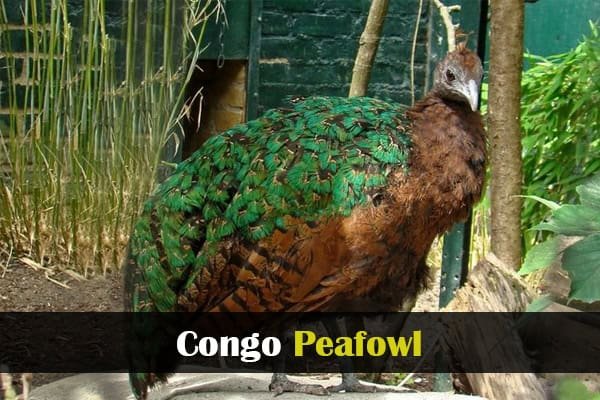 Congo Peafowl