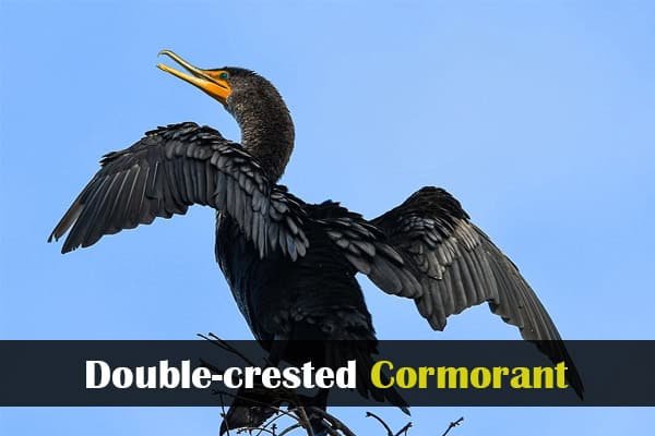 Double-crested Cormorant