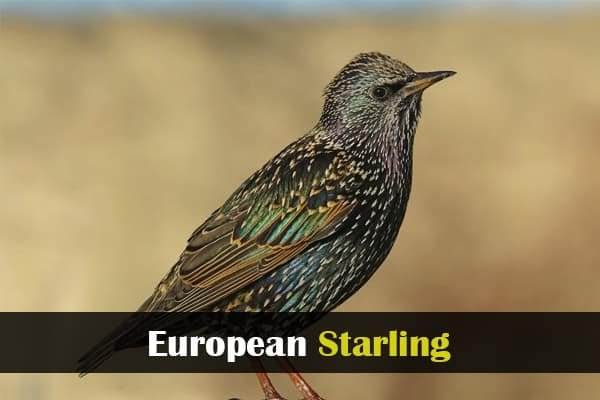 European Starling