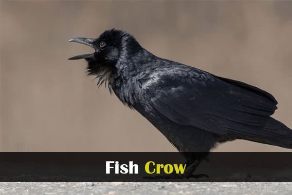 Fish Crow