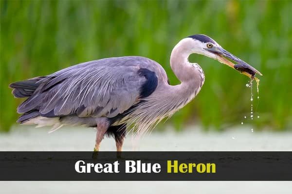 Great Blue Heron