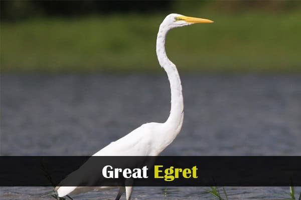 Great Egret