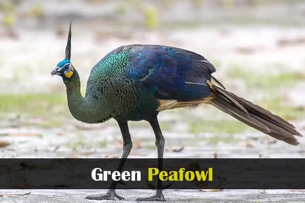 Green Peafowl