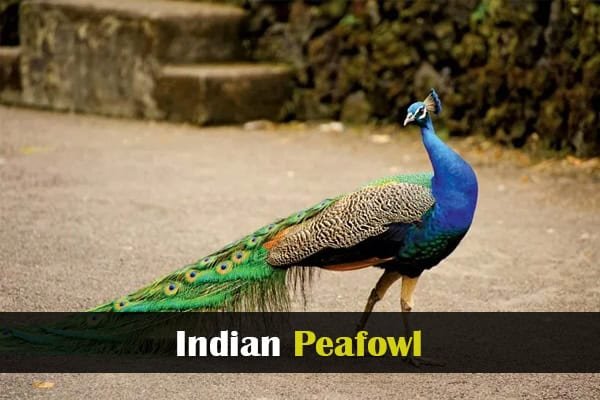 Indian Peafowl