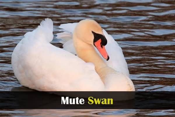 Mute Swan