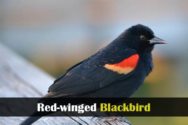 Red-winged Blackbird