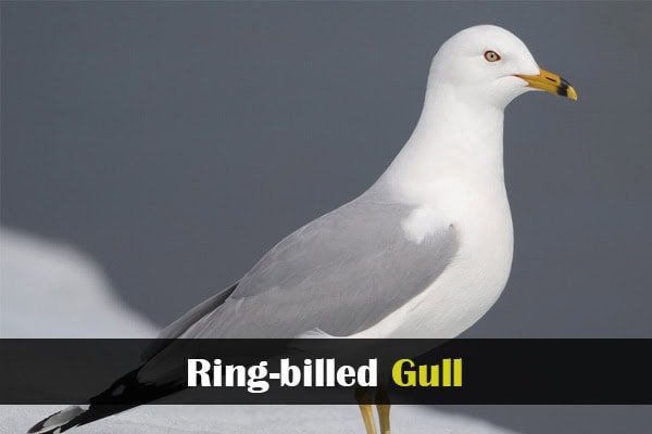 Ring-billed Gull