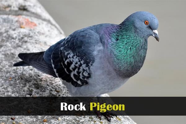 Rock Pigeon