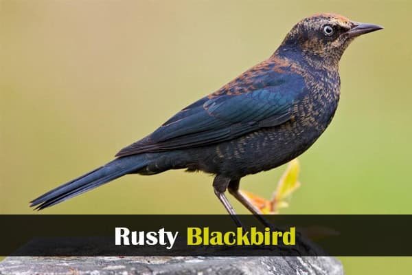 Rusty Blackbird
