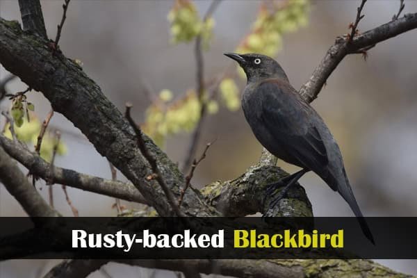 Rusty-backed Blackbird