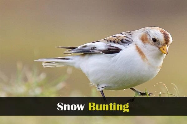 Snow Bunting