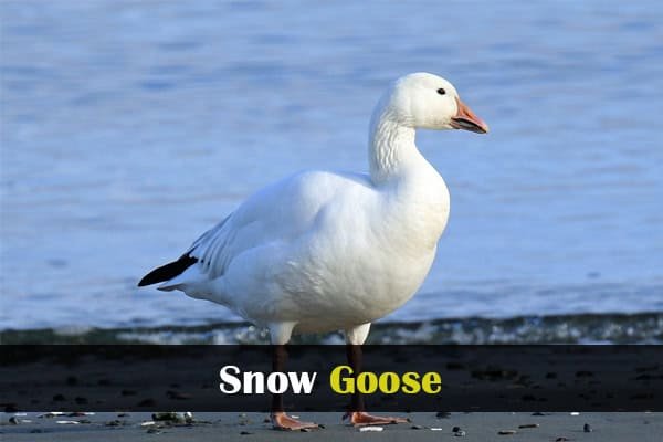 Snow Goose