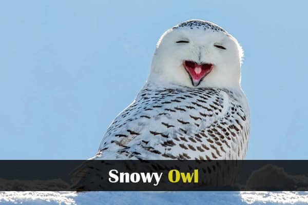 Snowy Owl