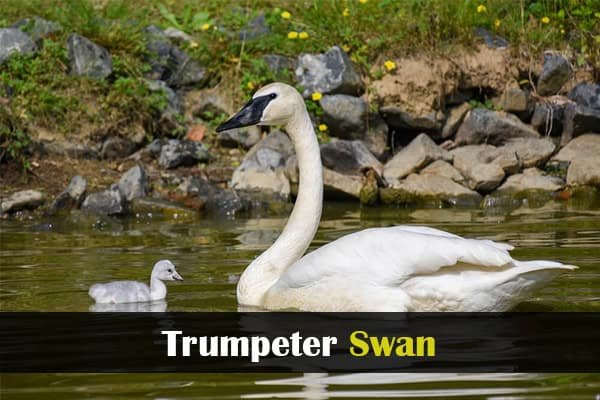 Trumpeter Swan