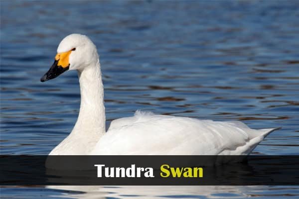 Tundra Swan