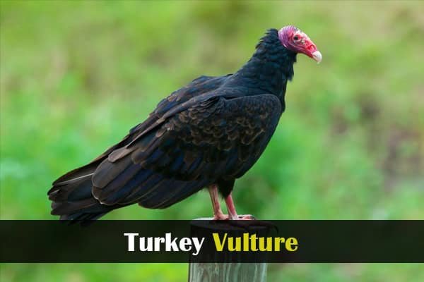 Turkey Vulture