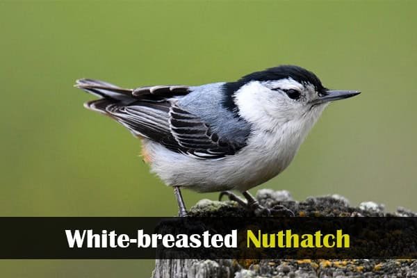 White-breasted Nuthatch
