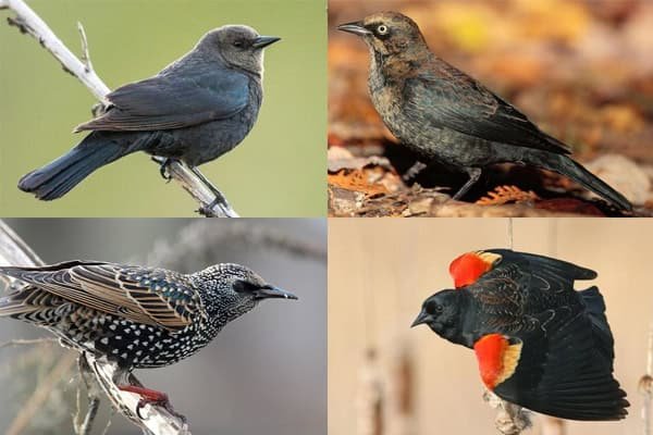 black birds in michigan