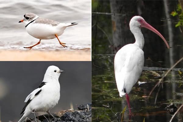 white birds in michigan