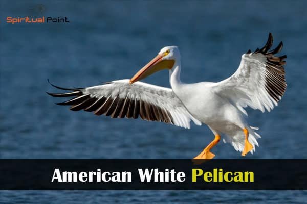 American White Pelican