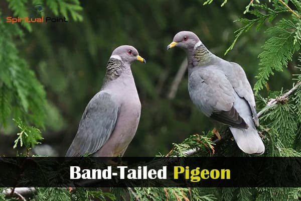 Band-Tailed Pigeon