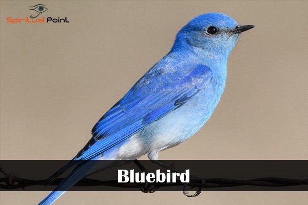 Bluebird