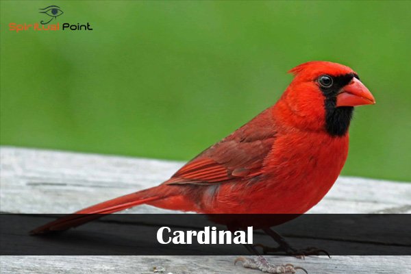 Cardinal