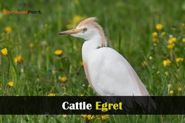 Cattle Egret