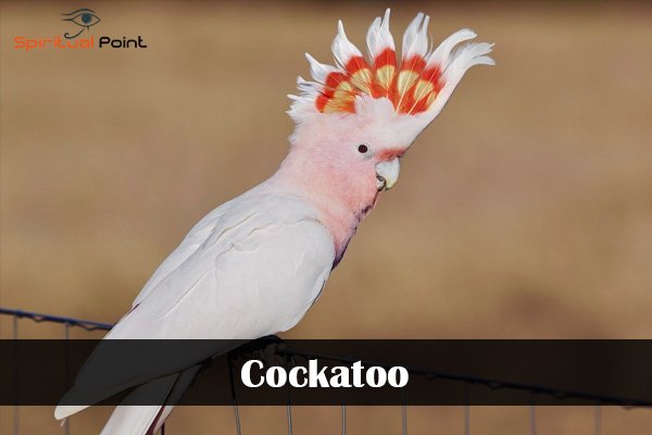 Cockatoo