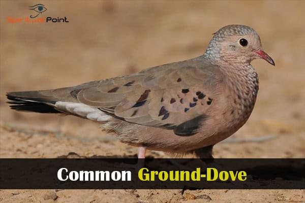 Common Ground-Dove