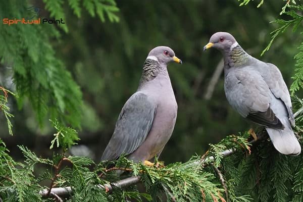Doves in Arizona