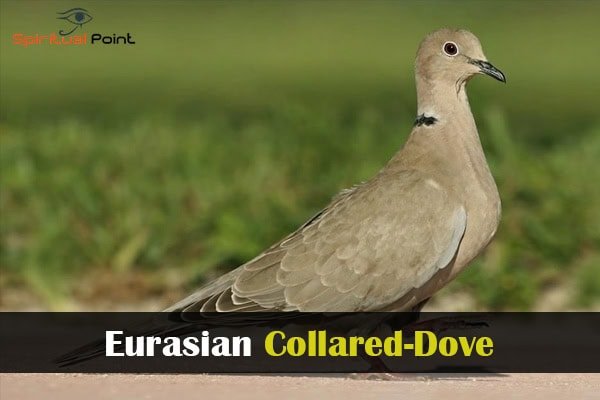 Eurasian Collared-Dove