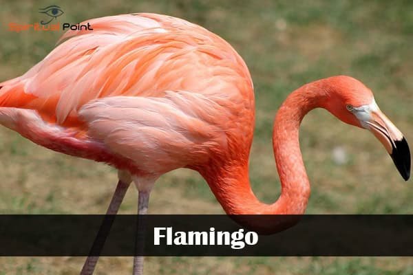 Flamingo