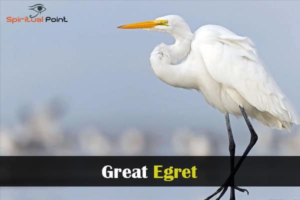 Great Egret