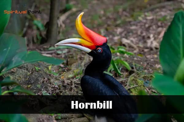 Hornbill