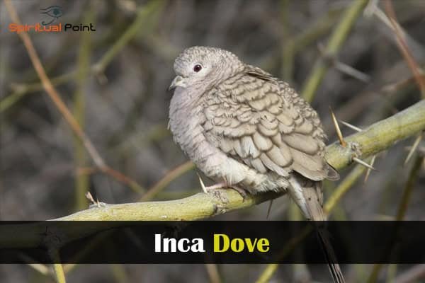 Inca Dove