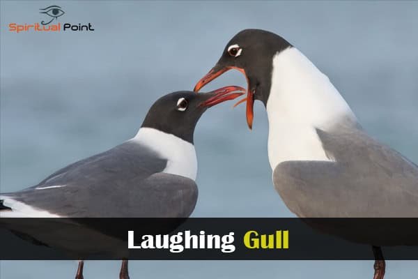 Laughing Gull
